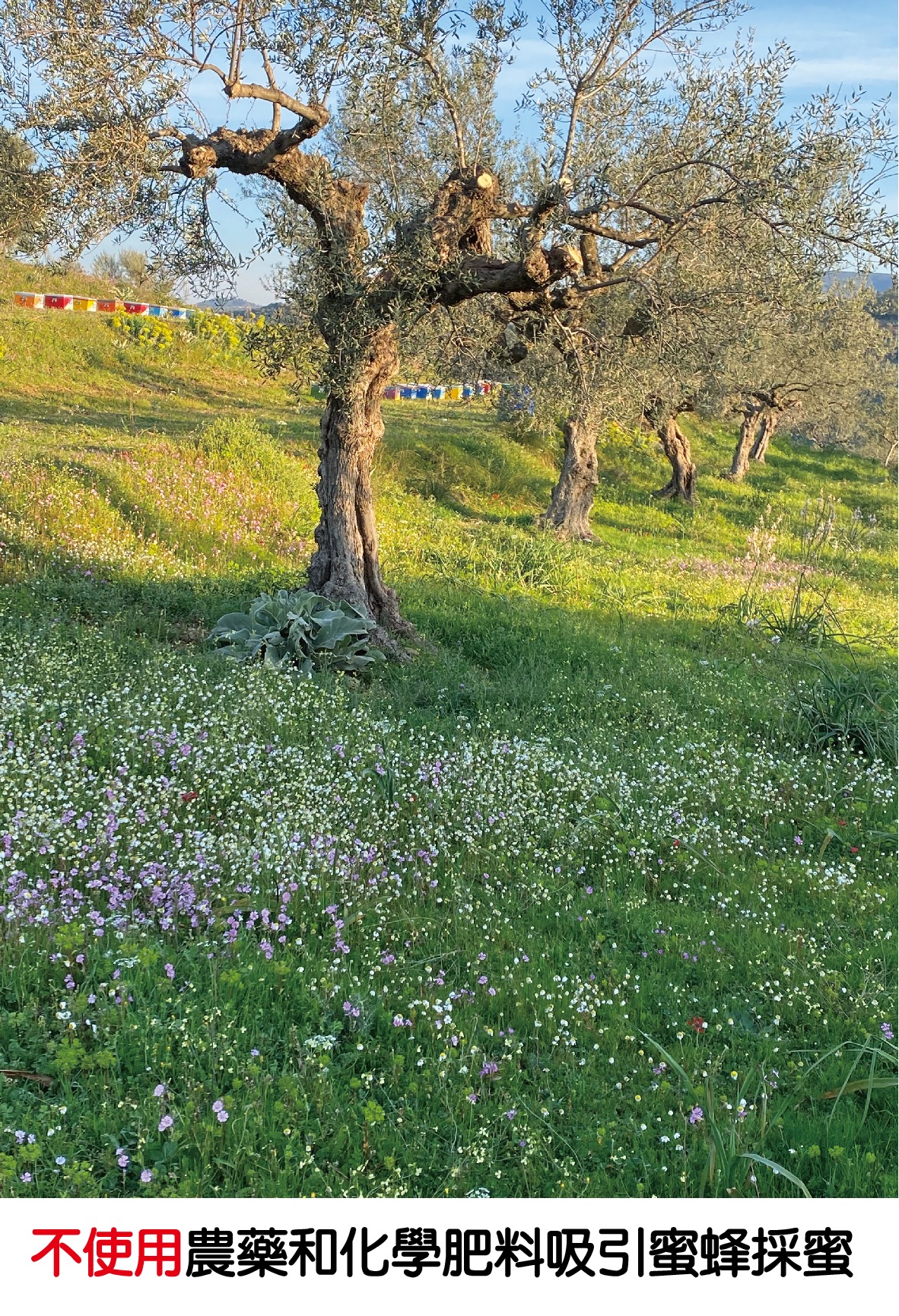 DORIAN特級冷壓初榨橄欖油