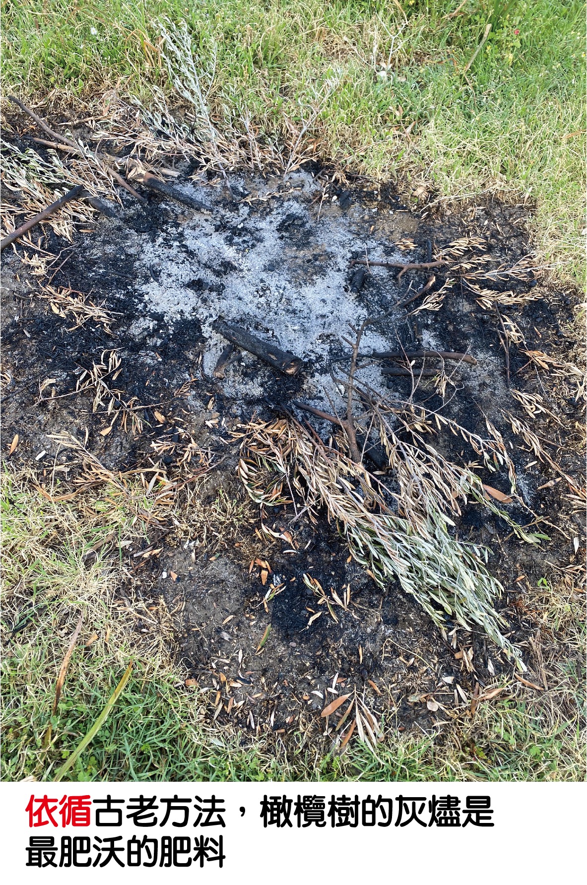 DORIAN特級冷壓初榨橄欖油